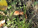 Campagna in autunno 3259.Funghi